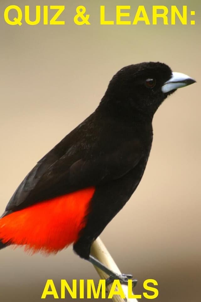 Quiz & Learn: Animals