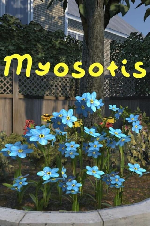 Myosotis
