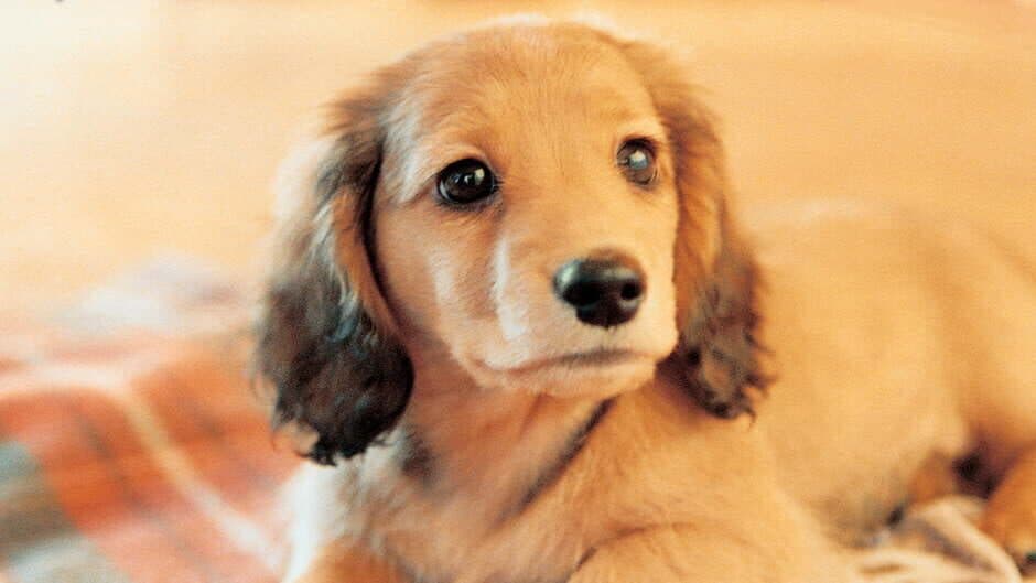 Nintendogs: Dachshund & Friends artwork